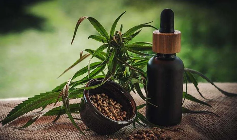 Comissão especial na Câmara dos Deputados aprova plantação da Cannabis para fins científicos no Brasil