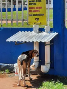 Baixote, Wellington França, cabeleireiro, acrelandia, animais abandonados