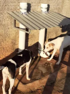 Baixote, Wellington França, cabeleireiro, acrelandia, animais abandonados