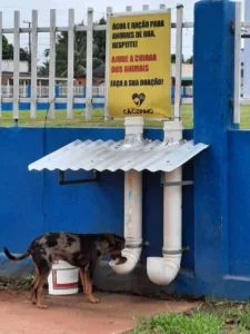 Baixote, Wellington França, cabeleireiro, acrelandia, animais abandonados