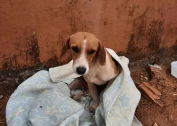 Baixote, Wellington França, cabeleireiro, acrelandia, animais abandonados