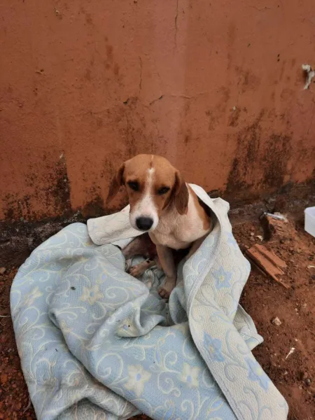 Baixote, Wellington França, cabeleireiro, acrelandia, animais abandonados