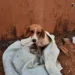 Baixote, Wellington França, cabeleireiro, acrelandia, animais abandonados