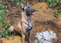 Forças de segurança apreendem mais de 140 kg de drogas