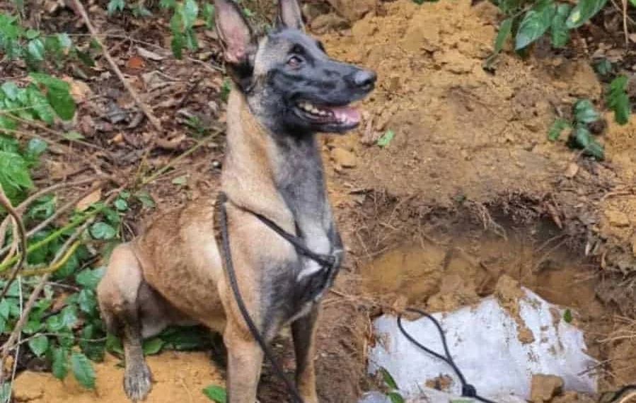 (Foto: Assessoria da Polícia Civil)