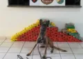 Forças de segurança apreendem mais de 140 kg de drogas