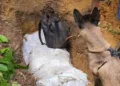 Forças de segurança apreendem mais de 140 kg de drogas