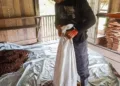 Ashaninka, rio Amônia, aldeia Apiwtxa, Projeto Sementes