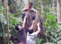 Ashaninka, rio Amônia, aldeia Apiwtxa, Projeto Sementes