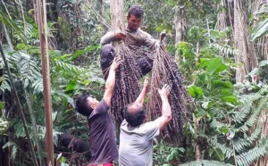 Ashaninka, rio Amônia, aldeia Apiwtxa, Projeto Sementes