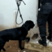cão farejador