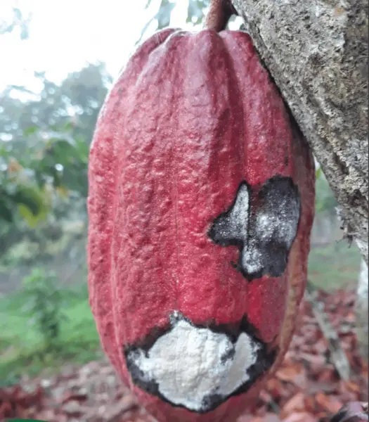 cacau, moniliase do cacaueiro