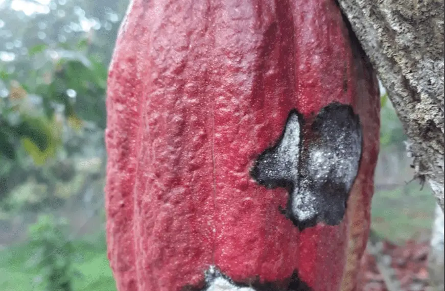 cacau, moniliase do cacaueiro