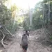 Apiwtxa apresenta dossiê sobre o risco de estrada no Peru, que se aproxima, de forma ilegal, da fronteira com o Brasil