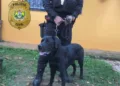 polícia civil, operação, calafate