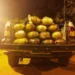 Maconha apreendida PRF