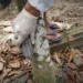 Os primeiros focos de monilíase no Brasil foram detectados no Acre e divulgados pelo Mapa dia 8 de junho. Foto: Erisney Mesquita/Secom