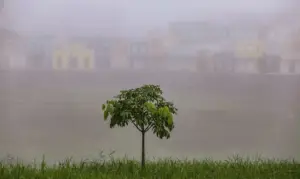 Incêndios ambientais nas áreas urbanas aumentam quase 140% no Acre 3 Incêndios ambientais nas áreas urbanas aumentam quase 140% no Acre