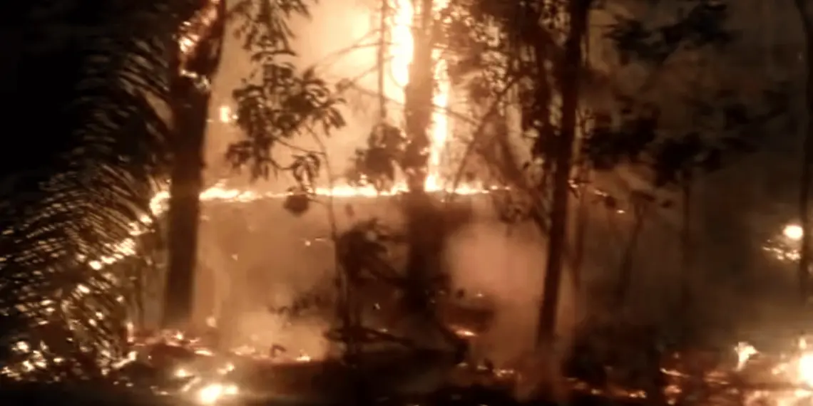 Incêndio destrói parte da área de vegetação do Horto Florestal 1 Incêndio destrói parte da área de vegetação do Horto Florestal