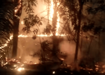 Incêndio destrói parte da área de vegetação do Horto Florestal