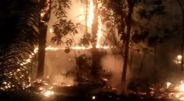 Incêndio destrói parte da área de vegetação do Horto Florestal