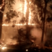Incêndio destrói parte da área de vegetação do Horto Florestal