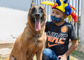 cães pm