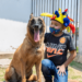 cães pm