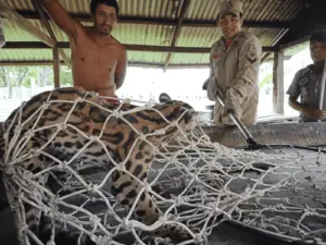 Jaguatirica é resgatada pelos Bombeiros na BR-364