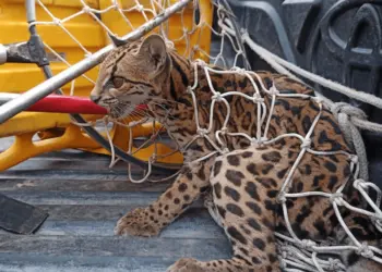 jaguatirica bombeiros