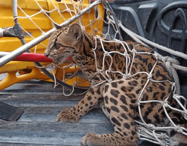 Jaguatirica é resgatada pelos Bombeiros na BR-364