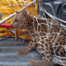 jaguatirica bombeiros