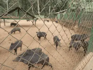 Parque Chico Mendes recebe o público a partir desta terça