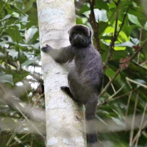 “Estamos perdendo centenas e até milhares de animais, inclusive de espécies sequer conhecidas”, alerta biólogo sobre queimadas