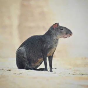 “Estamos perdendo centenas e até milhares de animais, inclusive de espécies sequer conhecidas”, alerta biólogo sobre queimadas