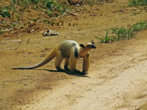 “Estamos perdendo centenas e até milhares de animais, inclusive de espécies sequer conhecidas”, alerta biólogo sobre queimadas