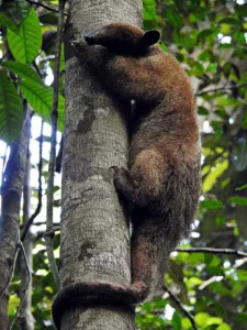 “Estamos perdendo centenas e até milhares de animais, inclusive de espécies sequer conhecidas”, alerta biólogo sobre queimadas