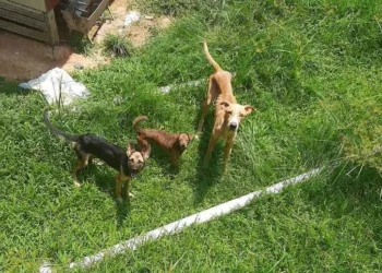 maus tratos animais feijó