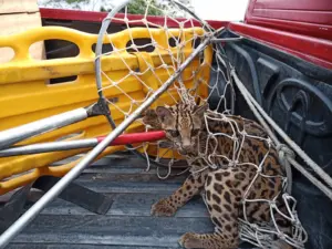 Jaguatirica é resgatada pelos Bombeiros na BR-364