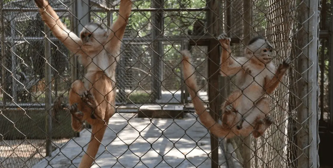 macaco parque chico mendes