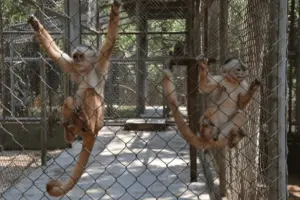 Parque Chico Mendes recebe o público a partir desta terça