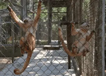 macaco parque chico mendes