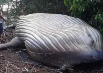 Baleia de 10 toneladas é encontrada morta na floresta amazônica