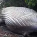 Baleia de 10 toneladas é encontrada morta na floresta amazônica