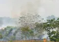 Grave incêndio atinge 25 hectares da reserva florestal da Embrapa
