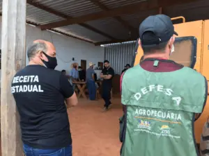 Operação prende pecuaristas por sonegação fiscal em esquema de transporte e comércio de gado