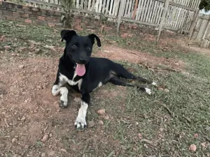 Feira de adoção de cães e gatos será realizada neste final de semana, em Rio Branco 3 Feira de adoção de cães e gatos será realizada neste final de semana, em Rio Branco