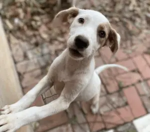 Feira de adoção de cães e gatos será realizada neste final de semana, em Rio Branco 2 Feira de adoção de cães e gatos será realizada neste final de semana, em Rio Branco
