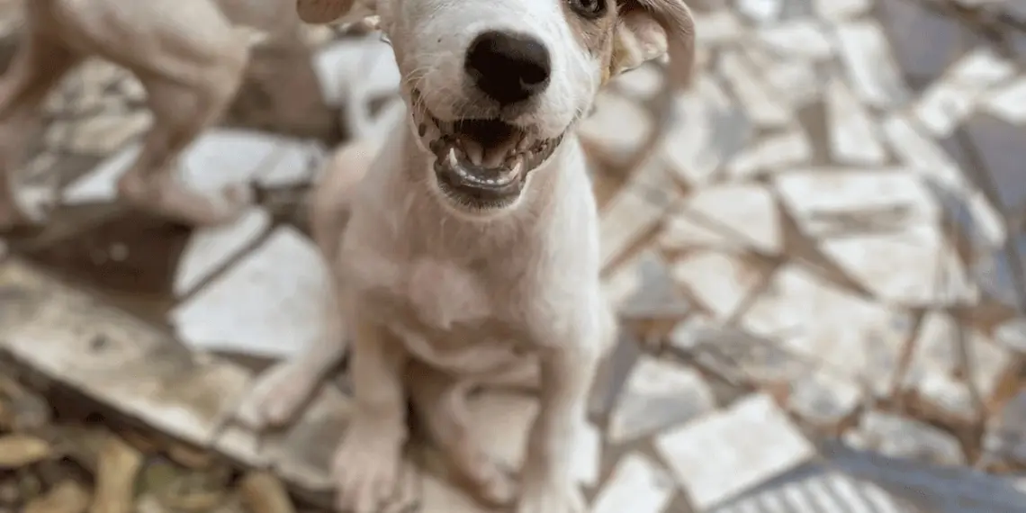 Feira de adoção de cães e gatos será realizada neste final de semana, em Rio Branco 1 Cachorros adoção Associação Patinha Carente