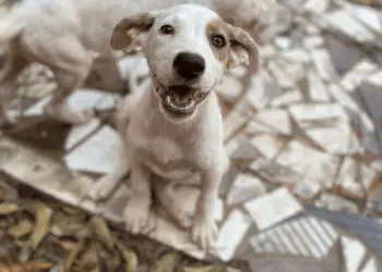 Cachorros adoção Associação Patinha Carente